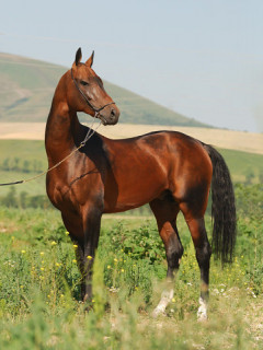 восточный скакун