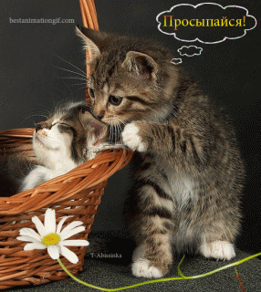 Просыпайся