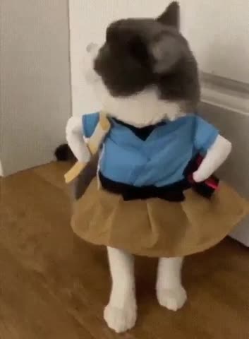 Купили_кошке_платье