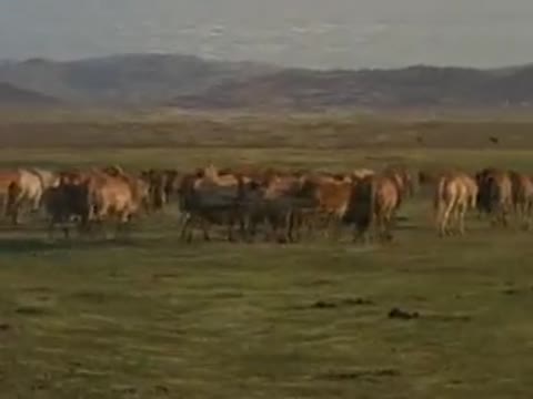 рыжий_остров