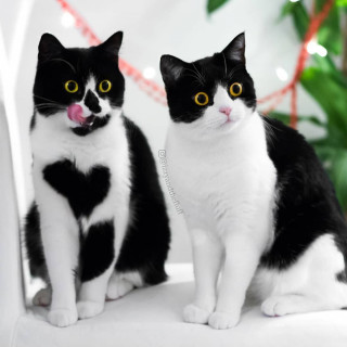 oSIFhNSSvpA