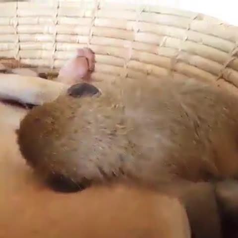 Сонька