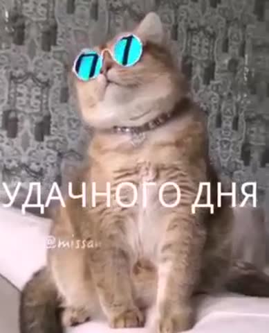 С_добрым_утром_от_кота_Лепса_