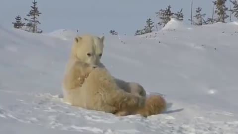 __ЗАПЛУТАЛИ_МИШКИ__ЗАПЛУТАЛИ