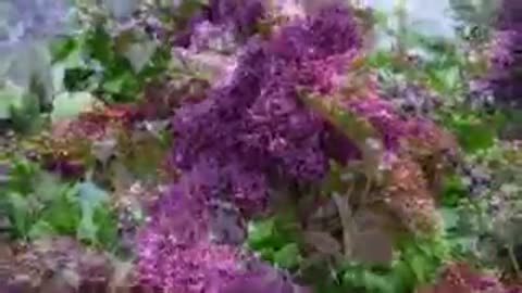 сирень_и_сакс