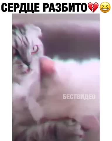 video-a455cb4663590edc050c8fec7dd41d7f-V