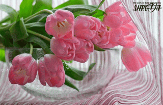 красивые тюльпаны анимация