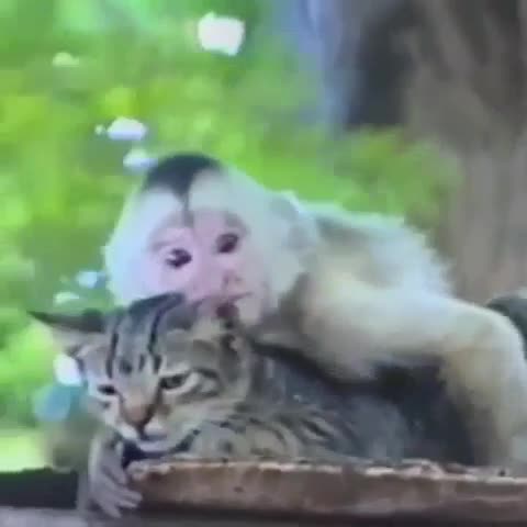 KAJFUEM__nasimke_