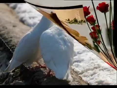 Голуби_целуются_на_крыше