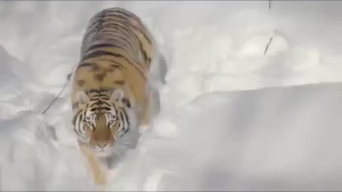 Съемка_квадрокоптером_тигров_в_заснеженной_тайге__Красивый_вид